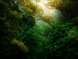 Enviromentally-Friendly-Accontant